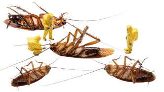 Yellow banner with cockroaches and technicians, promoting professional pest control